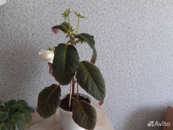 Глоксинии + Эустома