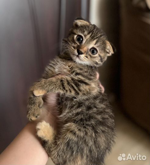 Бесплатно, Котята в добрые руки )