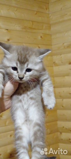 Бенгал +чаузи