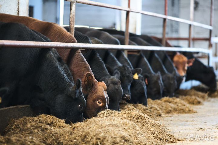 Абердино-ангусы племенные