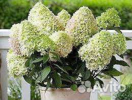 Низкорослые сорта гортензии