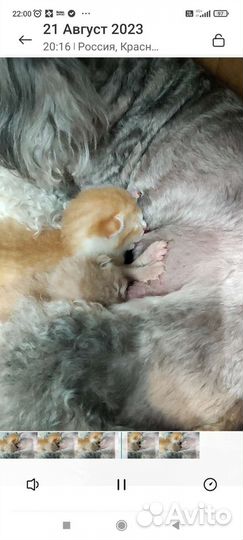 Отдам в добрые руки котят