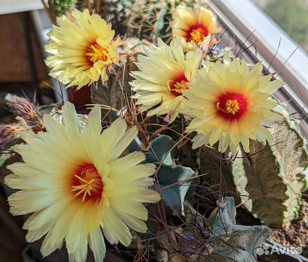 Кактусы сеянцы