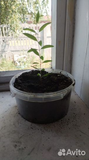 Продам саженец граната плодоносящий
