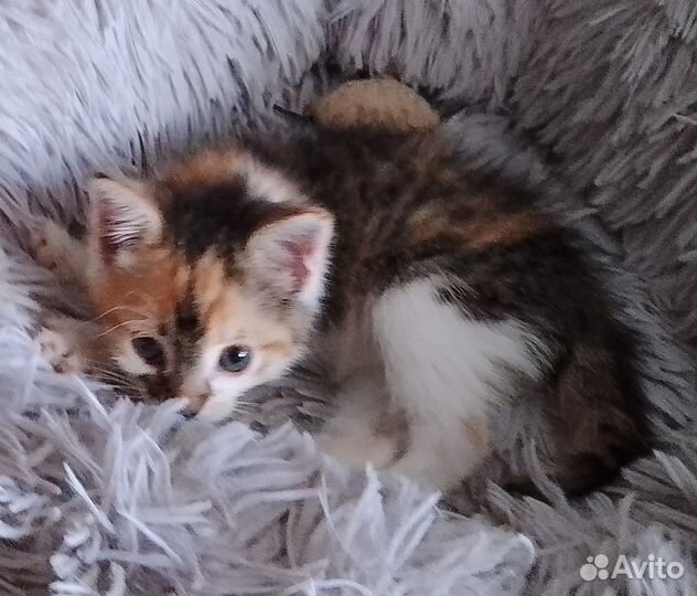 Отдам в добрые руки