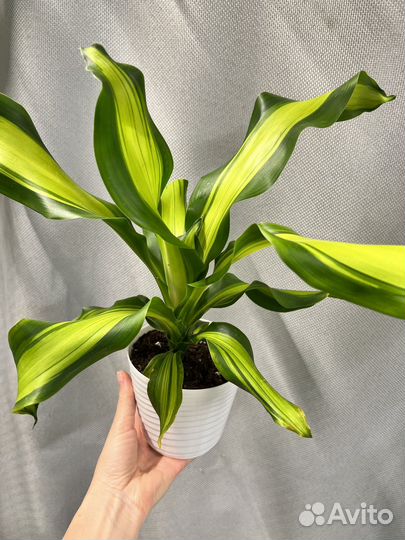 Комнатные цветы-драцена
