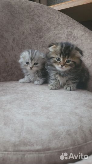 Шотландские котята