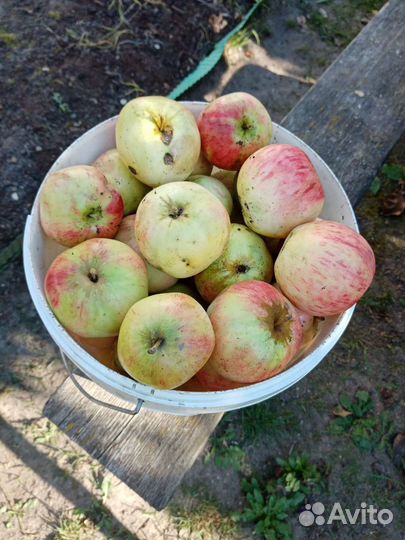 Яблоки домашние