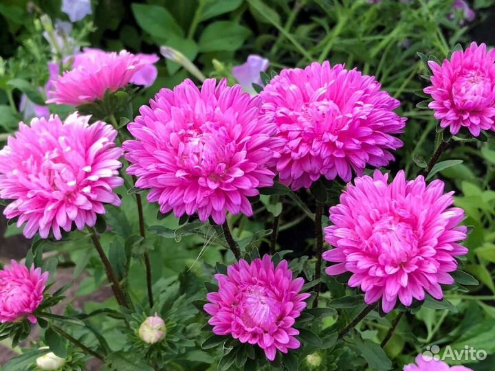 П пионовидные астры