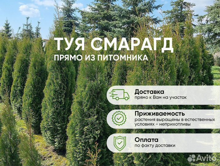 Туя Смарагд 150см - от 15 штук. Доставка