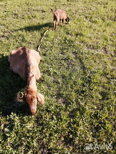 Продам коз, козлят нубийских