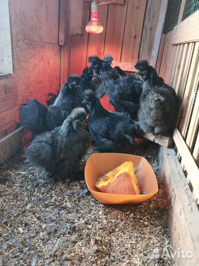 Продаю молодых петушков Китайской шелковой