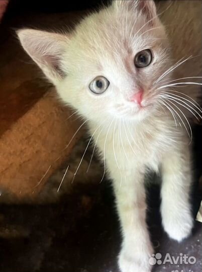 Отдам котенка