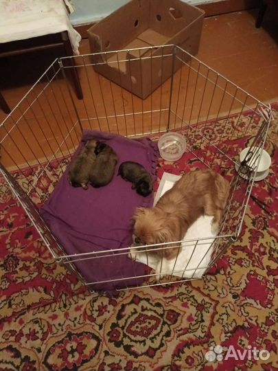 Щенки пекинеса