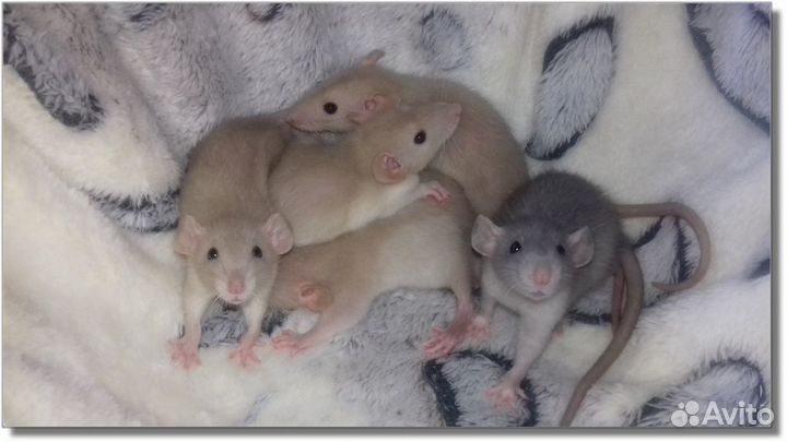 Крысята Дамбо. Крысы окрас янтарь и голубой