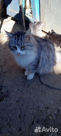 Котята в добрые руки бесплатно девочка