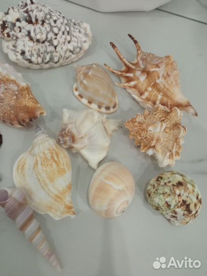 Набор ракушек