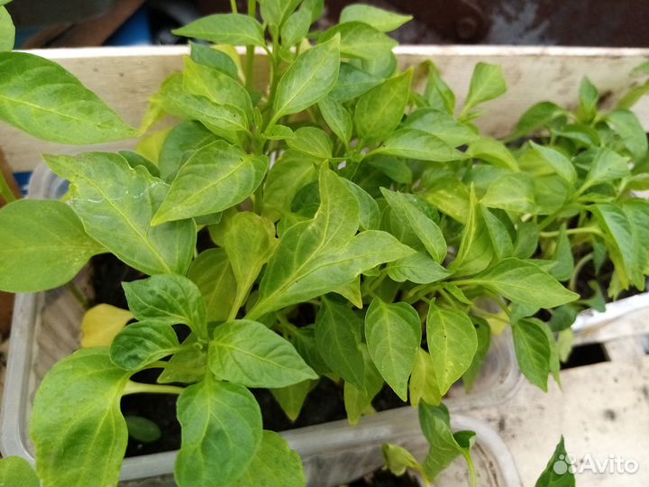 Рассада помидор и перцев