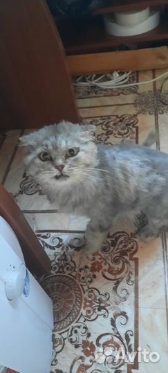 Ищем дом для кошки