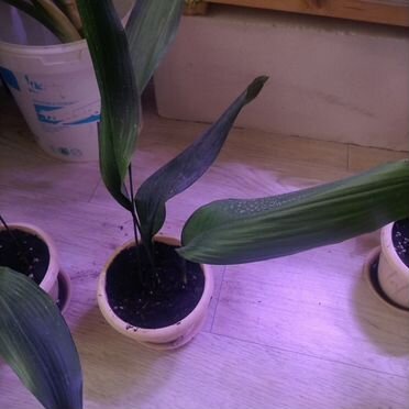 Аспидистра