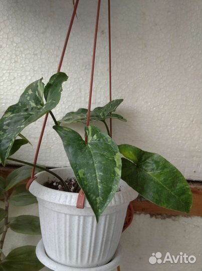 Сингониумы и сциндапсус