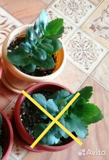 Комнатные цветы