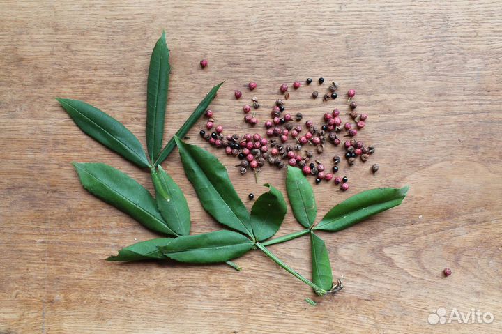 Зантоксилум (Желтодревесник), семена