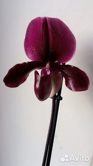 Орхидея башмачок Black Jack черный цветущий