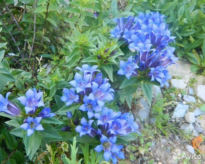 Горечавка семираздельная