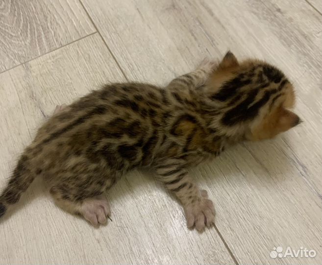 Бенгальские котята