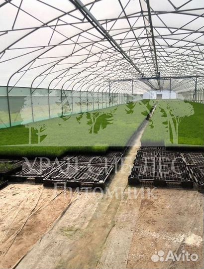 Лиственница Сибирская с зкс сеянцы