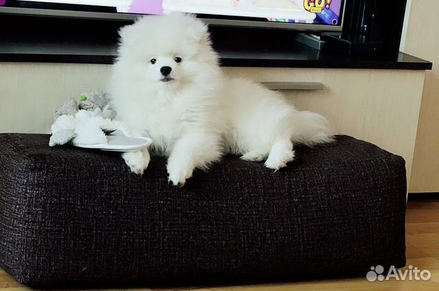 Щенки малого немецкого шпица