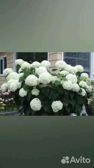 Рассада клубники и другие саженцы