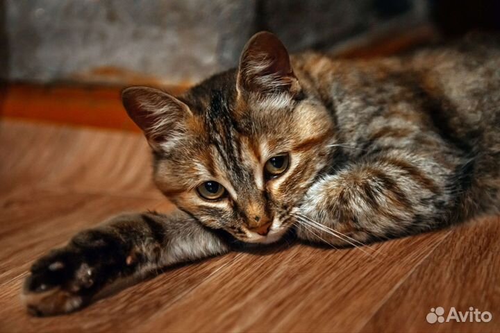 Кошечка в добрые руки