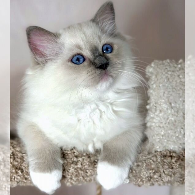 Рэгдолл котёнок
