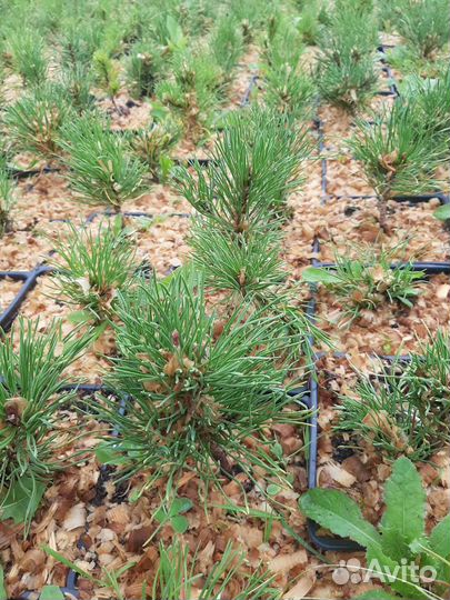 Сосна горная Пумилио