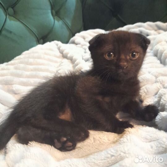 Вислоухие котята