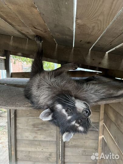 Енот полоскун