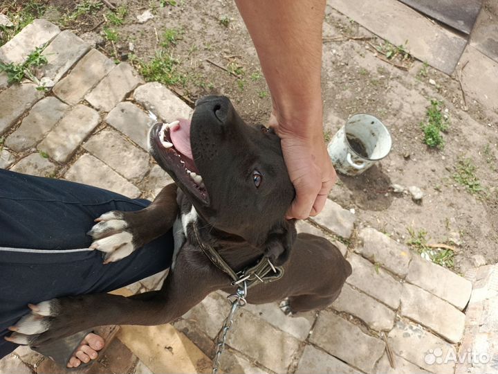 Стаффордширский терьер вязка