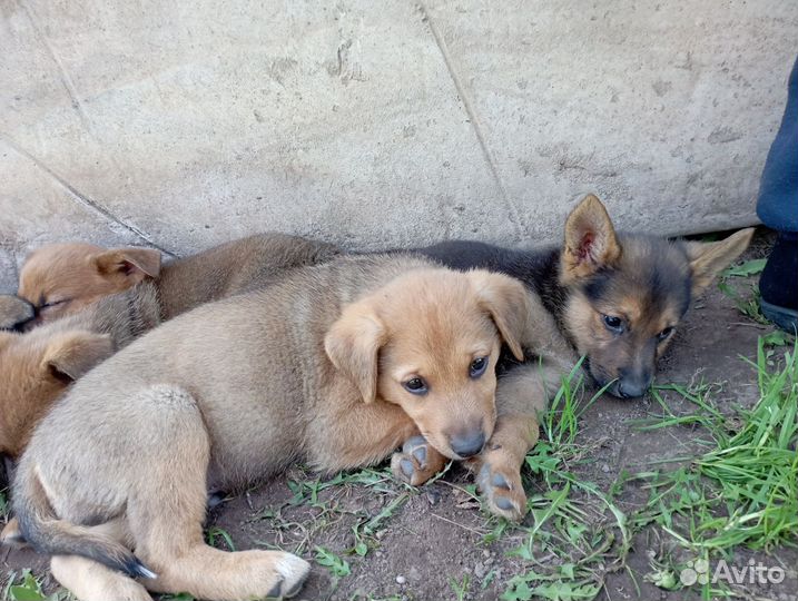 Отдаём щенят