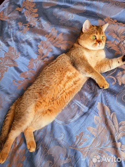 Шотландский кот вязка