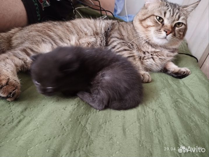 Кошка британская