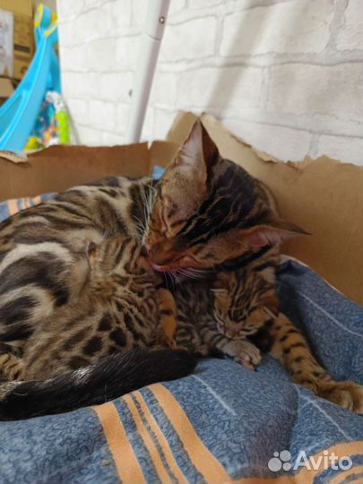 Бенгальские котята