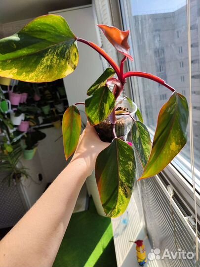 Филодендрон Red Emerald variegate