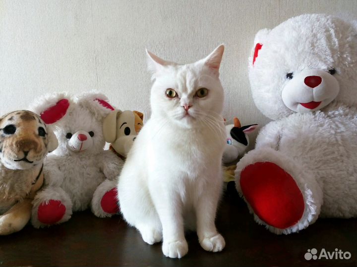 Зоогостиница, передержка животных в домашних услов