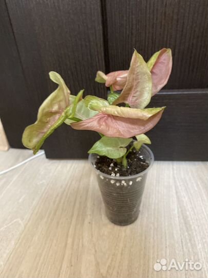 Сингониумы