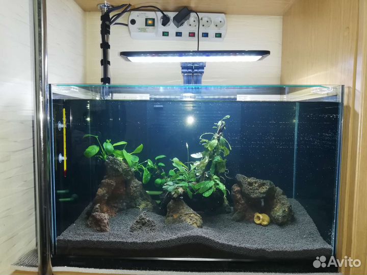 Креветки. Фильтр внешний. Аквариум