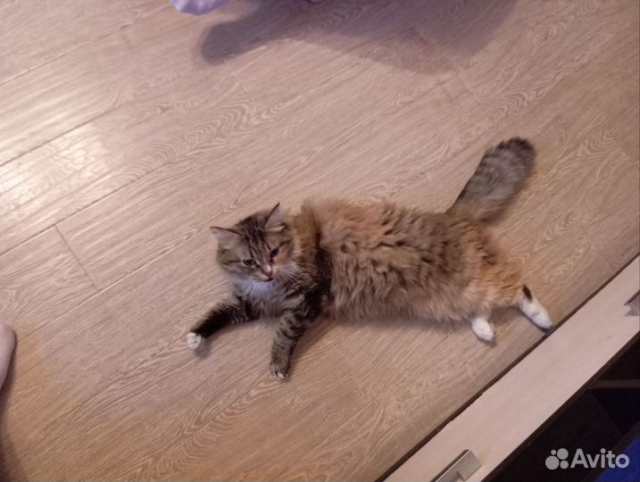 Кошка в дар