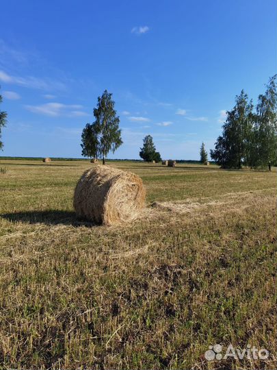Продам сено в тюках липецк