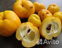 Саженцы Айва японская Хеномелес